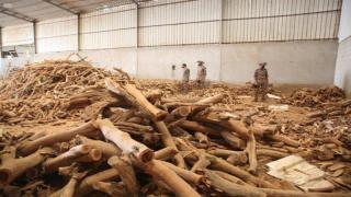 ضبط 46 شخصاً من مخالفي نظام المراعي والغابات